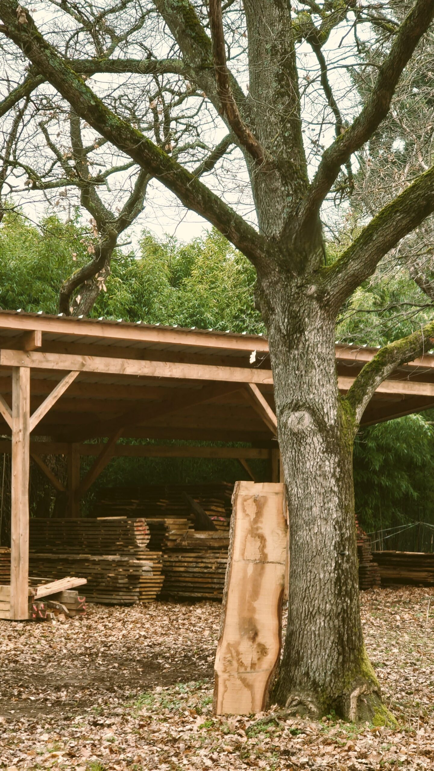 Atelier_Topobois Stock Matiere Brute Chêne hangard bois d'œuvre